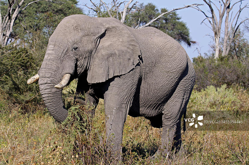 非洲象在博茨瓦纳萨武蒂地区的乔贝国家公园里图片素材