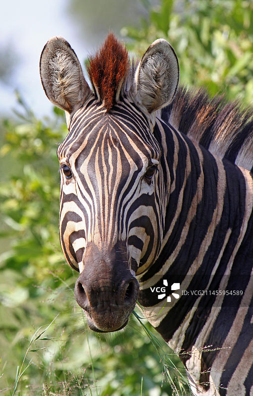 斑马，草原斑马图片素材