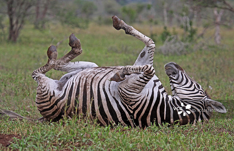 草原斑马图片素材