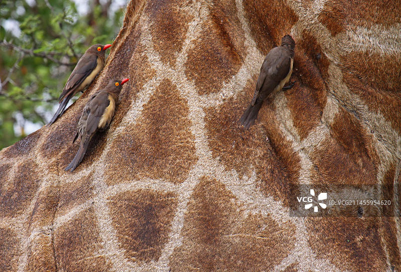 长颈鹿上的红嘴牛椋鸟图片素材