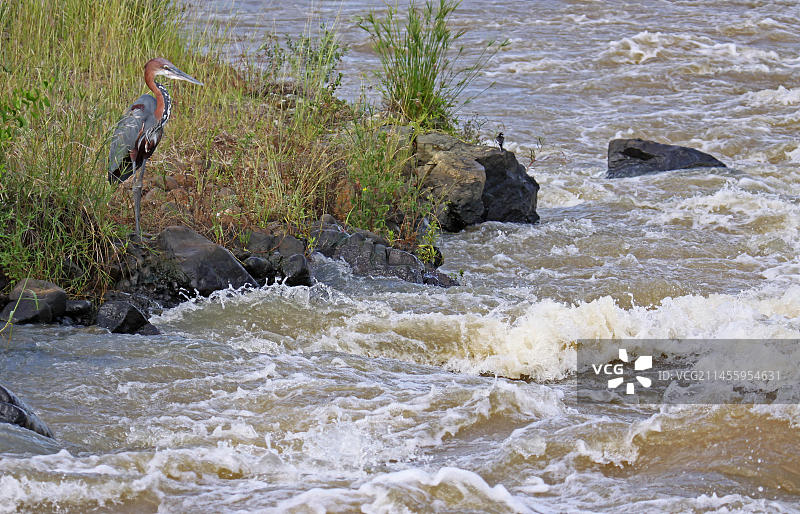 巨鹭（Ardea goliath），S图片素材