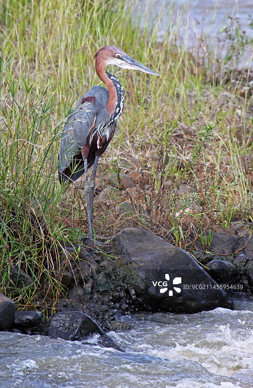 巨鹭（Ardea goliath），S图片素材