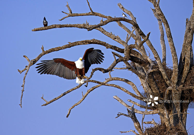 树上的非洲海雕图片素材