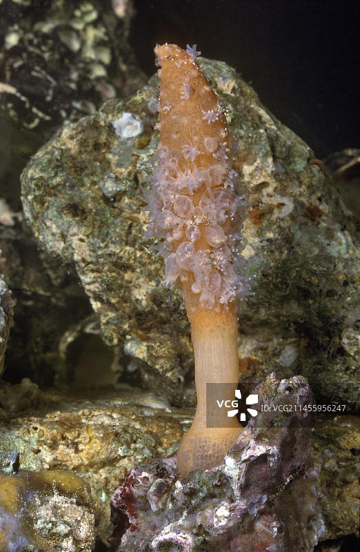 印度太平洋海笔图片素材