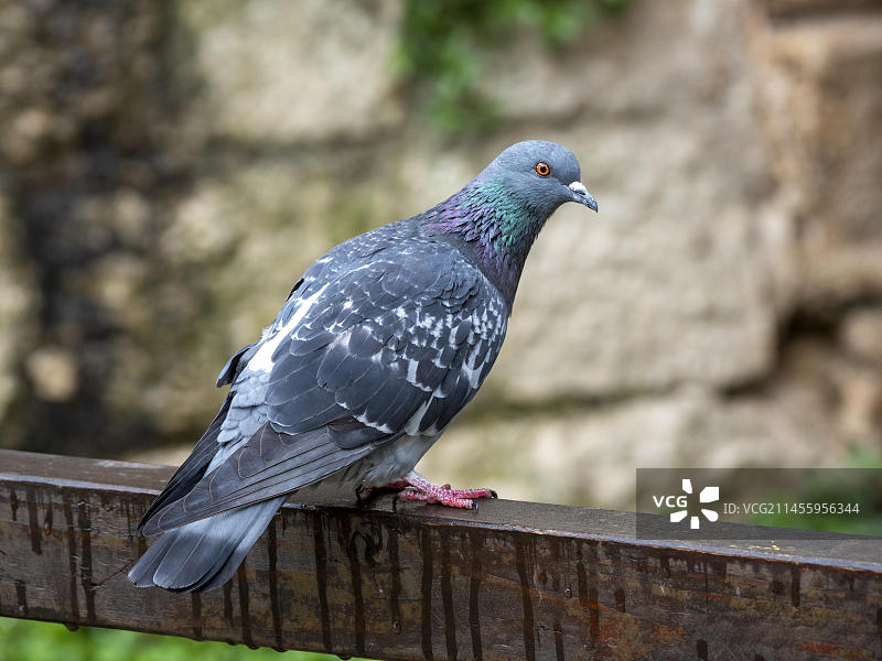 克罗地亚伊斯特拉波雷奇的普通斑鸠图片素材
