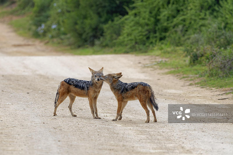 黑背胡狼站在土路上，表达爱意，南非东开普省阿多大象国家公园图片素材