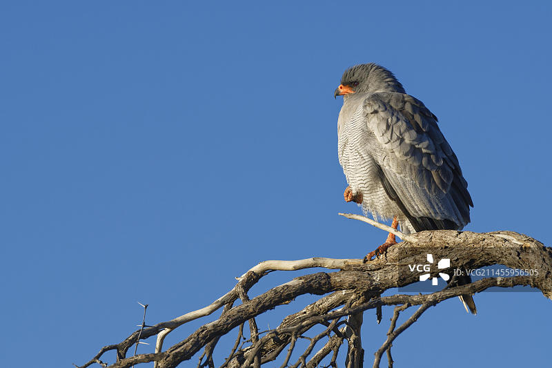 卡拉哈里沙漠中栖息在树枝上的成年淡色歌鹰，摄于南非图片素材