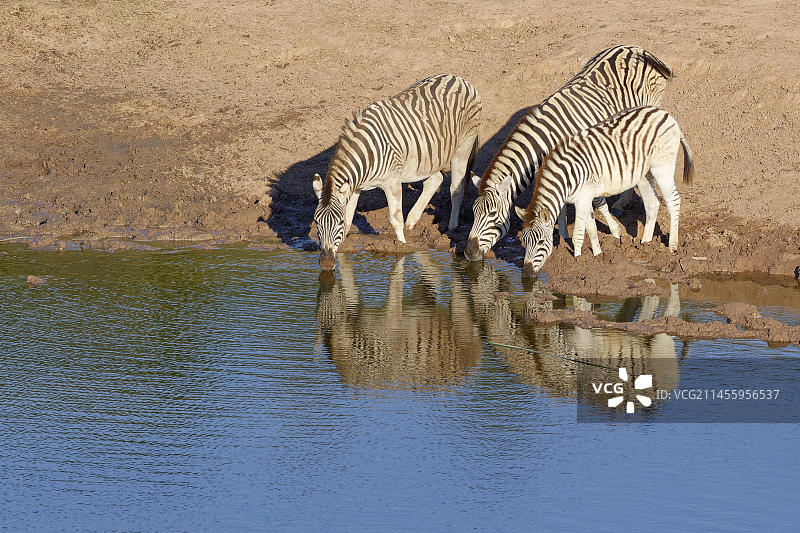 布氏斑马在水坑边饮水，南非东开普省阿多大象国家公园图片素材