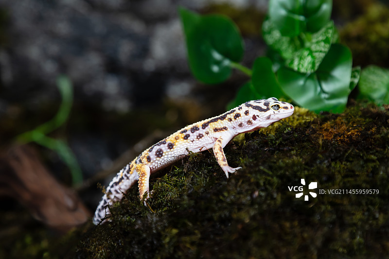 豹纹守宫图片素材