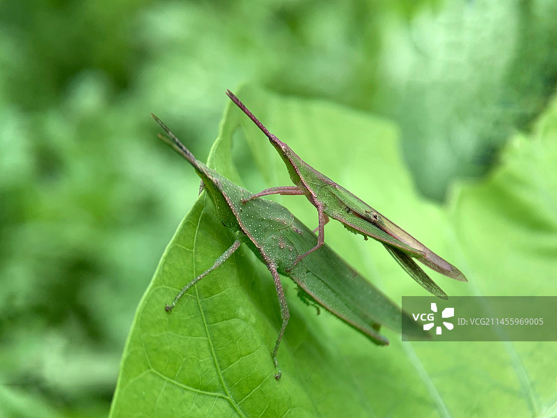 和睦相处（蚂蚱）图片素材