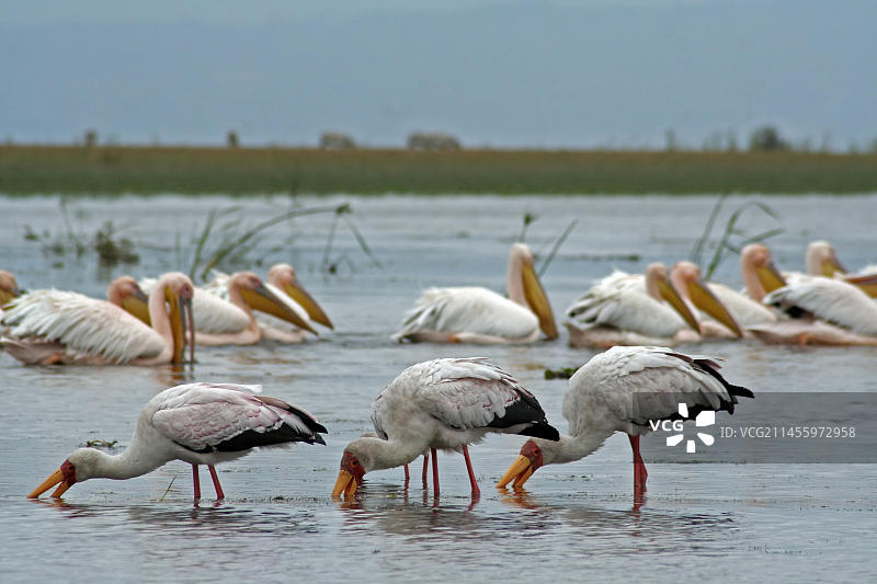 贪吃者，鹳V图片素材