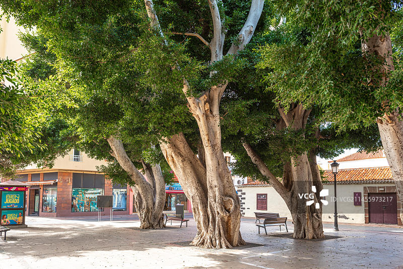 印度榕：拉戈梅拉岛圣塞巴斯蒂安宪法广场上的巨型榕树图片素材