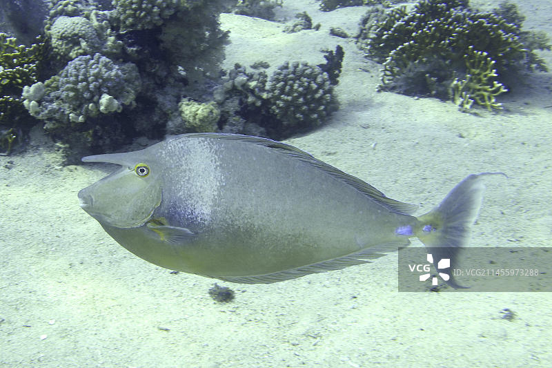 蓝背鼻鱼(Naso unicornis)，拉斯·穆罕默德国家公园潜水点，西奈，埃及，红海，非洲图片素材