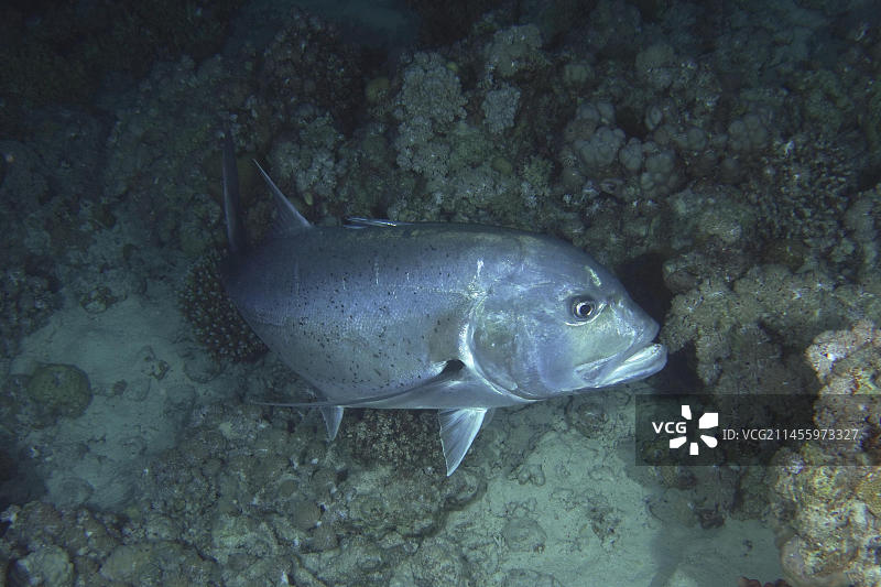 非洲红海，埃及西奈半岛，沙阿布·马哈茂德潜水点，夜间狩猎的浪人鲹图片素材