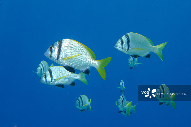 红海双带鲷鱼群，埃及图片素材