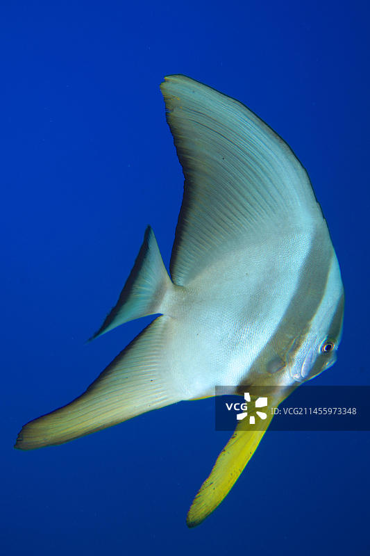 圆眼燕鱼幼鱼，纯蓝色背景，可放生。地点：埃及西奈半岛红海图片素材
