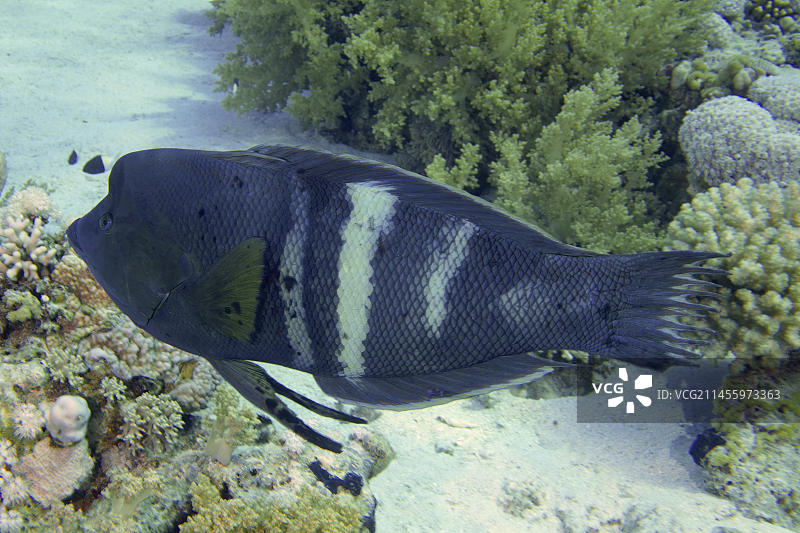 红海埃及西奈蒂朗海峡戈登礁潜水点的镜斑鹦鲷图片素材