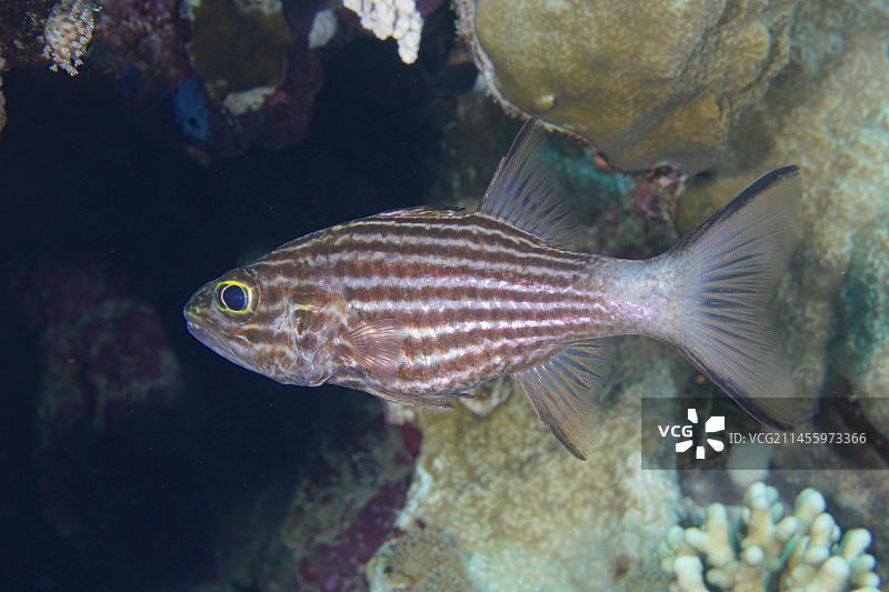 大齿天竺鲷，红海，埃及，非洲图片素材
