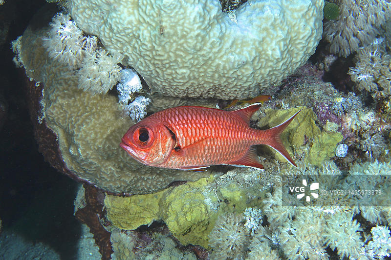 白边鳞鲀（Myripristis murdian），房屋礁潜水点，红海，埃及，非洲图片素材