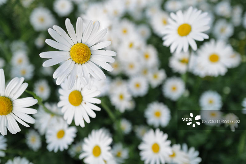 可爱的牛眼雏菊(菊花)，或者有时被称为，在六月的花园里。科堡，德国，欧洲图片素材