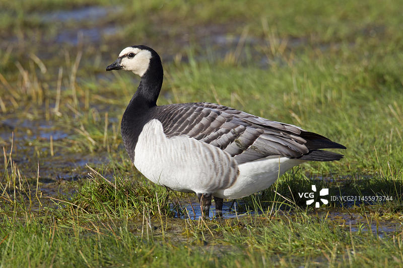 田野中的白颊黑雁图片素材
