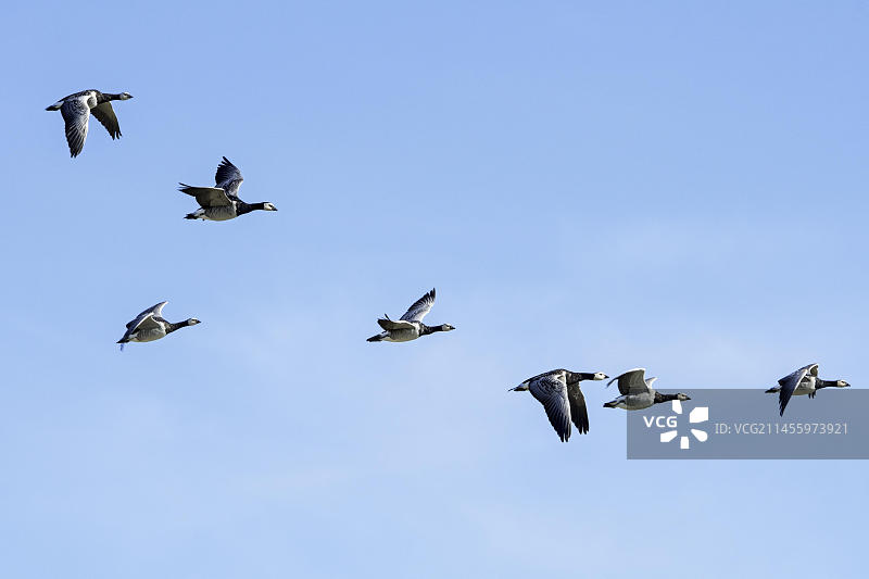 秋季迁徙期间飞过蓝天的白额雁群图片素材
