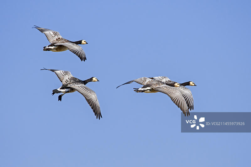 蓝天下飞行的一群白额黑雁图片素材