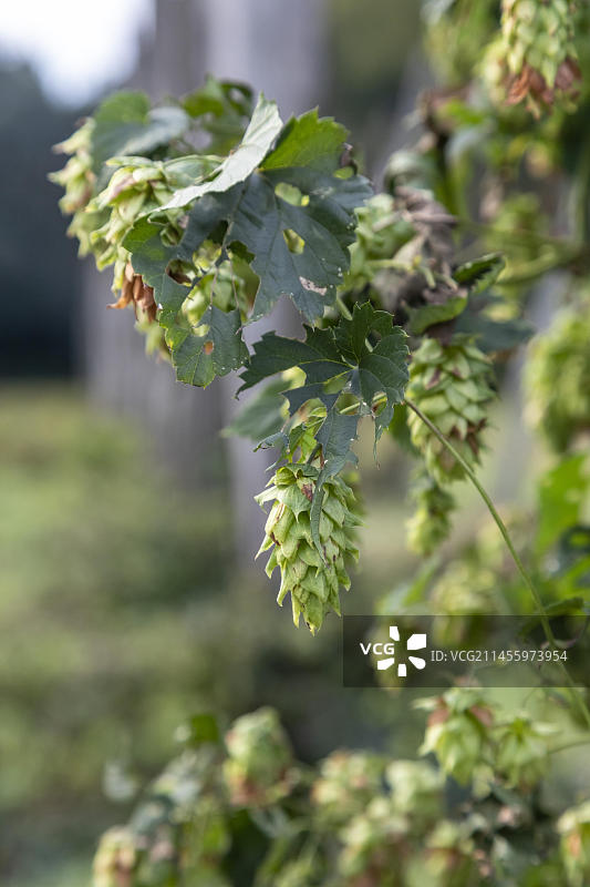 密歇根州Plainwell的扭曲啤酒花农场：啤酒花采摘季末图片素材