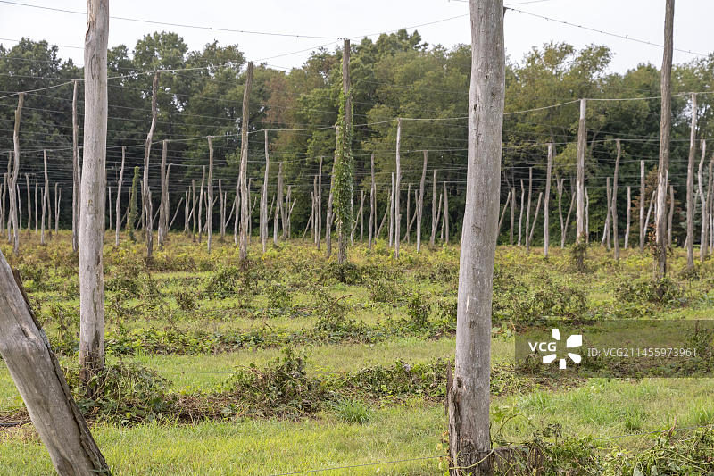 收获后的密歇根州普莱恩韦尔扭曲啤酒花农场图片素材