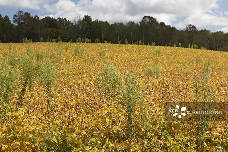 沃茨堡，宾夕法尼亚州，遍布大豆田的加拿大飞蓬。也被称为马尾草，是农民面临的问题，通常对草甘膦和其他除草剂具有抗药性图片素材