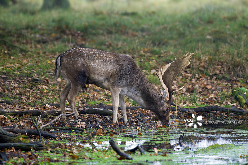 欧洲丹麦，秋季发情期，马鹿（Cervus dama）雄鹿在水池边饮水图片素材