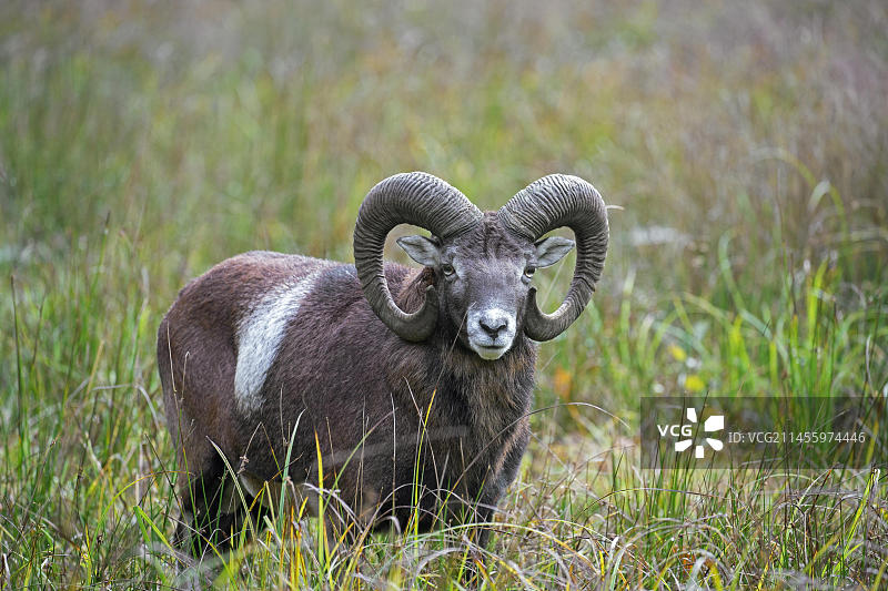 秋季草地上长着大角的欧洲摩弗伦盘羊图片素材