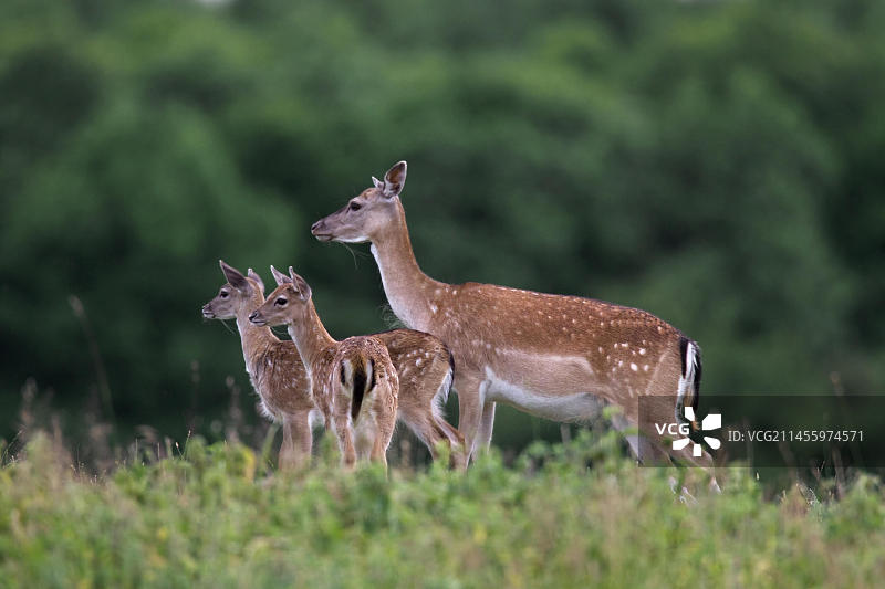 夏季丹麦的黇鹿母鹿与两只小鹿图片素材