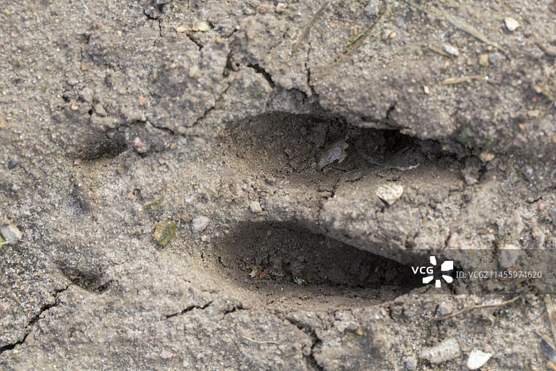 沙滩上显示蹄子的黇鹿脚印图片素材