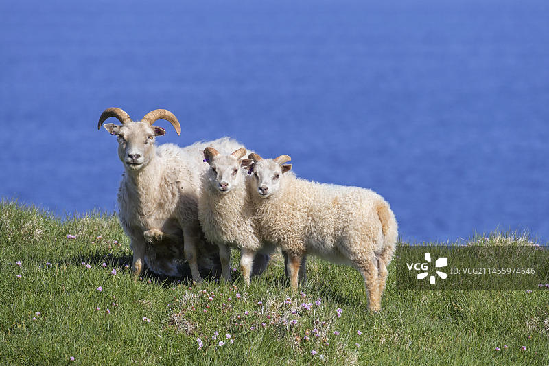 夏季悬崖顶草甸上的冰岛绵羊和两只小羊羔，欧洲图片素材