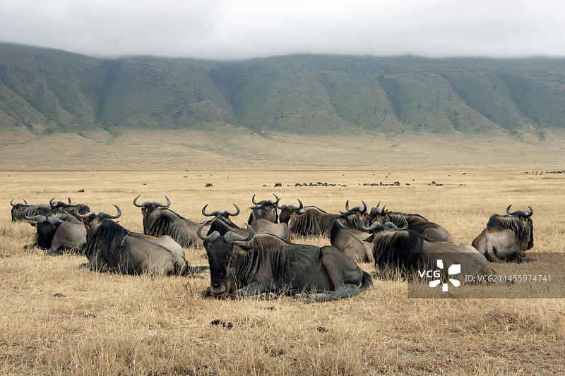 在恩戈罗恩戈罗火山口休息的蓝色角马（牛羚）斑纹牛羚群，坦桑尼亚，东非，非洲图片素材
