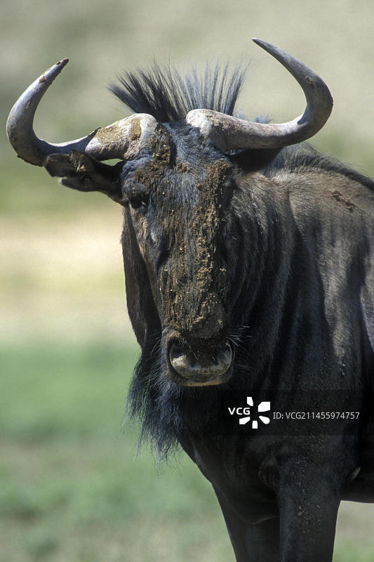 雨季卡拉哈里沙漠中蓝色角马（牛羚）图片素材