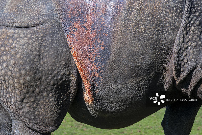 印度犀牛特写：疣状突起与粉色皮肤褶皱图片素材