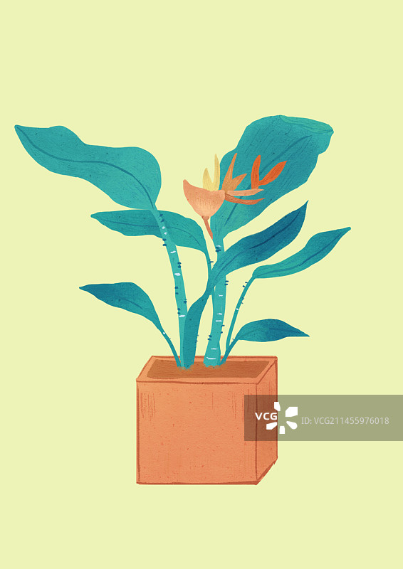 盆栽植物图片素材