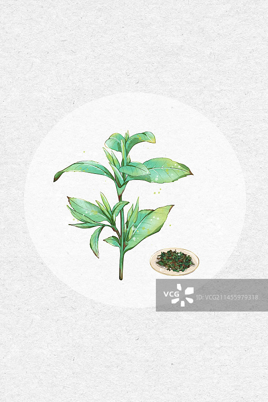 植物-绿茶图片素材