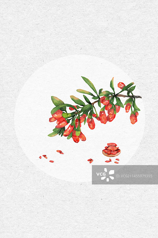 植物-枸杞图片素材