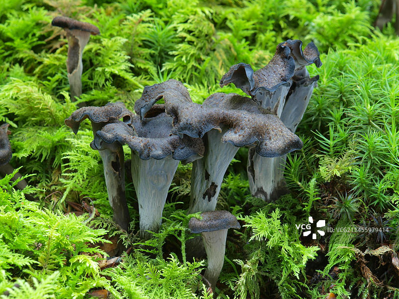 秋季喇叭菌：苔藓中的枯萎喇叭菌图片素材