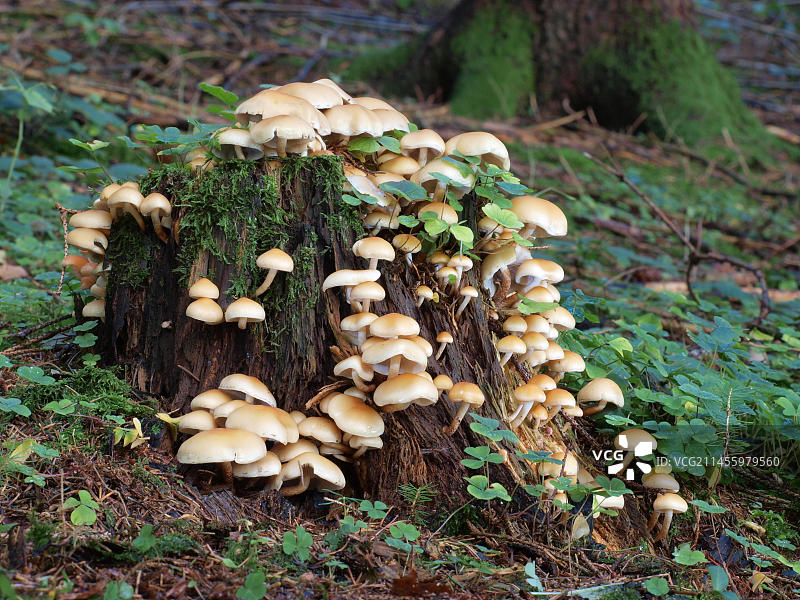 松香菇图片素材