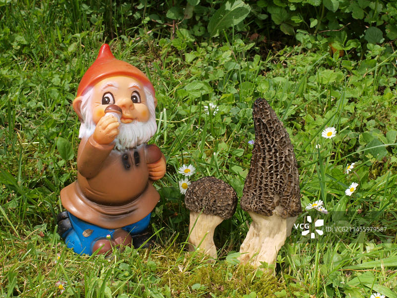 带尖蘑菇的花园地精图片素材