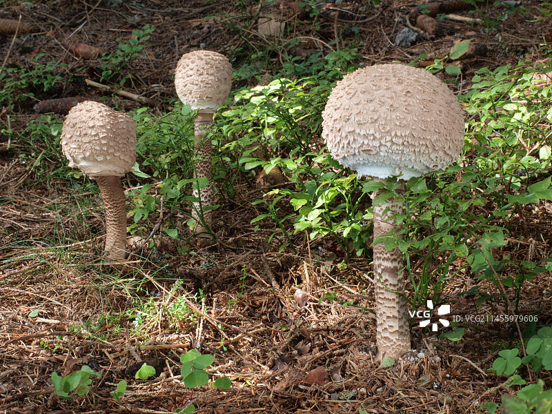 巨大口蘑图片素材