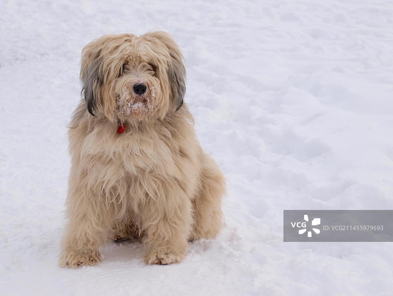 雪地里的雄性藏獒图片素材