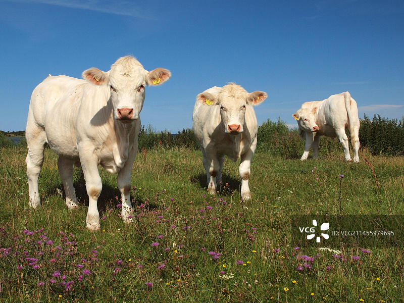 在瑞典厄兰岛上的夏洛莱牛图片素材