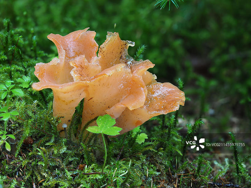 俗称杏冻（Guepinia helvelloides）图片素材