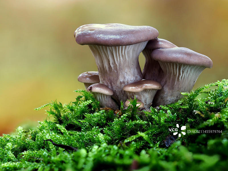 常见食用菌：年轻的蚝菇样本图片素材