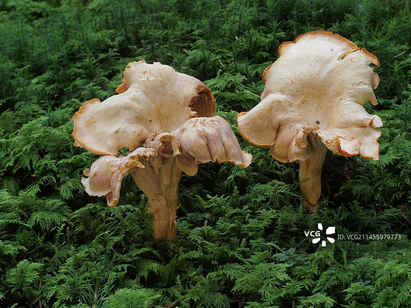 紫鳞或紫水晶鸡油菌图片素材